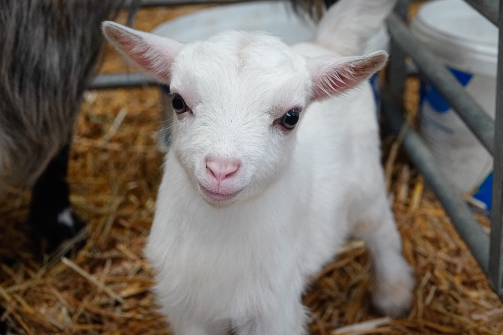 A baby goat at Cannon Hall Farm