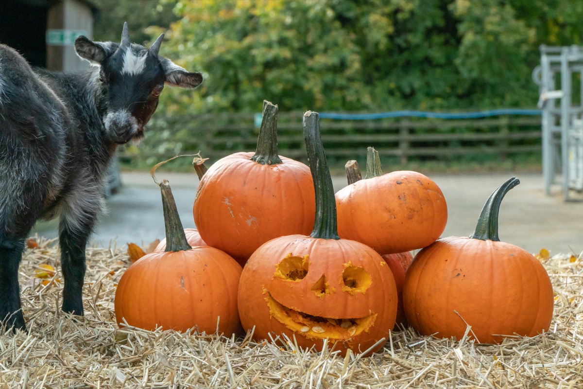 Millie the pygmy goat standing beside a stack of pumpkins on straw at Cannon Hall Farm