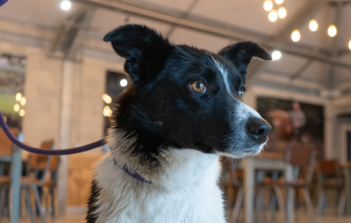 Flossie the sheepdog